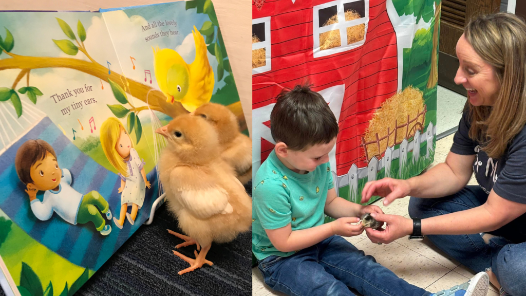 Collage with two images. Two baby chicks, hatched in our Wonder-Lab, reading a book and a student holding a baby chick with assistance from a teacher.